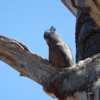 Callocephalon fimbriatum (Gang-gang Cockatoo) at Hughes, ACT - 18 Nov 2018 by JackyF