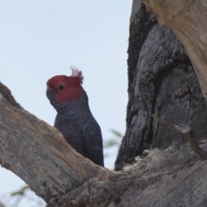 Callocephalon fimbriatum at Hughes, ACT - 18 Nov 2018