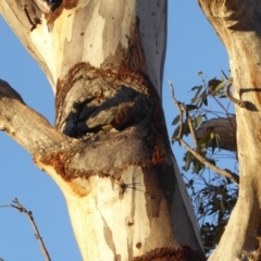 Callocephalon fimbriatum at Hughes, ACT - 18 Nov 2018