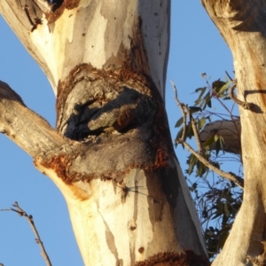 Callocephalon fimbriatum at Hughes, ACT - 18 Nov 2018