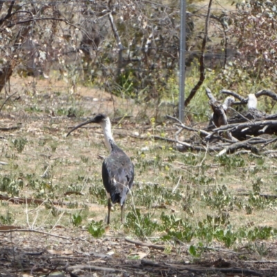 Threskiornis spinicollis (Straw-necked Ibis) at Hughes, ACT - 20 Nov 2018 by JackyF