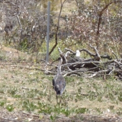 Threskiornis spinicollis at Hughes, ACT - 20 Nov 2018