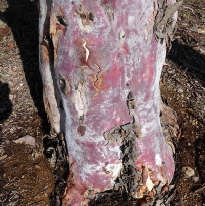 Eucalyptus mannifera (Brittle Gum) at Deakin, ACT - 14 Nov 2018 by JackyF