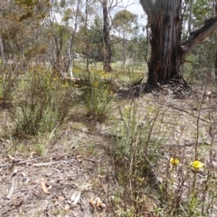 Xerochrysum viscosum (Sticky Everlasting) at Hughes, ACT - 22 Nov 2018 by JackyF