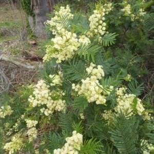 Acacia mearnsii at Deakin, ACT - 14 Nov 2018