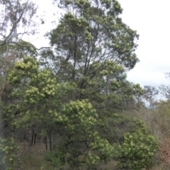 Acacia mearnsii at Deakin, ACT - 14 Nov 2018 11:48 AM