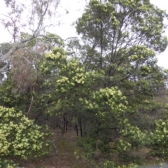 Acacia mearnsii at Deakin, ACT - 14 Nov 2018