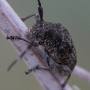 Ancita australis at Stromlo, ACT - 18 Nov 2018