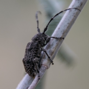 Ancita australis at Stromlo, ACT - 18 Nov 2018