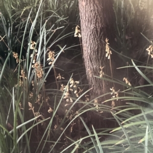 Gastrodia sesamoides at Symonston, ACT - suppressed