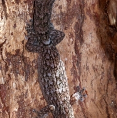 Christinus marmoratus (Southern Marbled Gecko) at Campbell, ACT - 21 Nov 2018 by jb2602