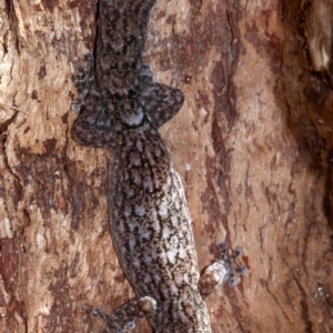 Christinus marmoratus at Campbell, ACT - 21 Nov 2018