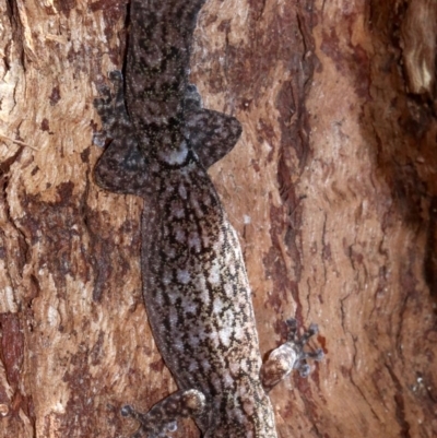 Christinus marmoratus (Southern Marbled Gecko) at Campbell, ACT - 21 Nov 2018 by jbromilow50