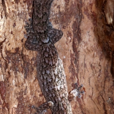 Christinus marmoratus (Southern Marbled Gecko) at Campbell, ACT - 21 Nov 2018 by jb2602