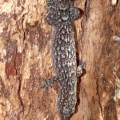 Christinus marmoratus at Campbell, ACT - 21 Nov 2018