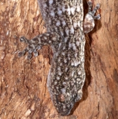 Christinus marmoratus at Campbell, ACT - 21 Nov 2018