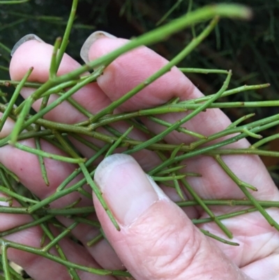 Omphacomeria acerba (Leafless Sour-bush) at Hughes, ACT - 22 Nov 2018 by KL