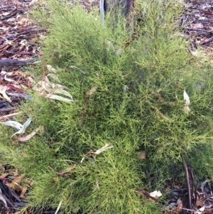 Omphacomeria acerba at Hughes, ACT - 22 Nov 2018