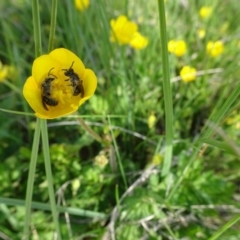 Ranunculus repens (Creeping Buttercup) at Dry Plain, NSW - 17 Nov 2018 by JanetRussell