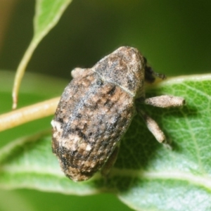 Tepperia sterculiae at Stromlo, ACT - 20 Nov 2018