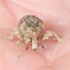 Tepperia sterculiae at Stromlo, ACT - 20 Nov 2018