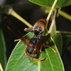 Polistes (Polistella) humilis (Common Paper Wasp) at Stromlo, ACT - 20 Nov 2018 by Harrisi