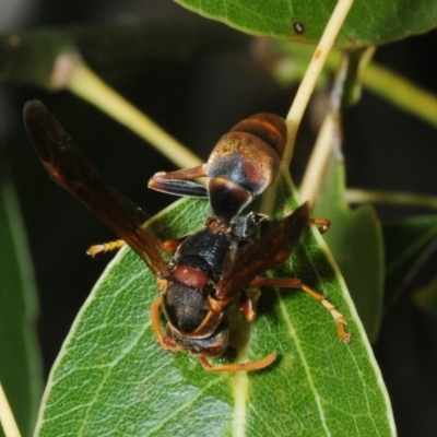 Polistes (Polistella) humilis (Common Paper Wasp) at Stromlo, ACT - 20 Nov 2018 by Harrisi