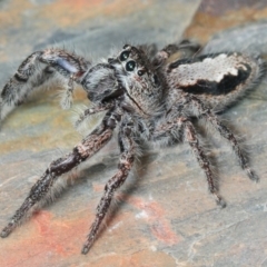 Sandalodes superbus (Ludicra Jumping Spider) at Dunlop, ACT - 20 Nov 2018 by Harrisi