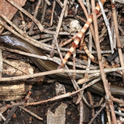 Hemiergis talbingoensis (Eastern Three-toed Earless Skink) at Majura, ACT - 21 Nov 2018 by jb2602