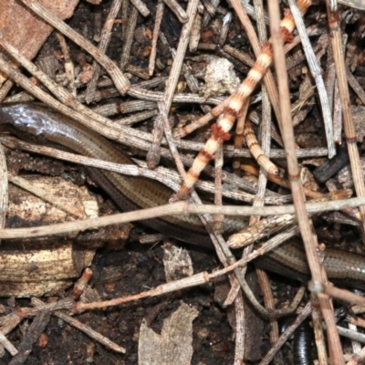 Hemiergis talbingoensis (Three-toed Skink) at Mount Ainslie - 21 Nov 2018 by jb2602