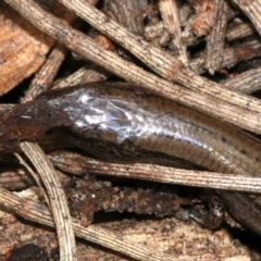 Hemiergis talbingoensis at Majura, ACT - 21 Nov 2018