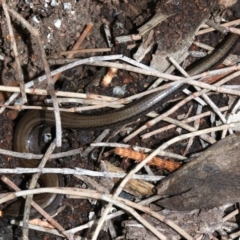 Hemiergis talbingoensis at Majura, ACT - 21 Nov 2018 02:24 PM