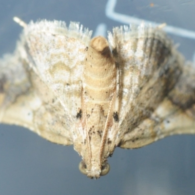 Scenedra decoratalis (A Pyralid moth) at Belconnen, ACT - 20 Nov 2018 by Harrisi