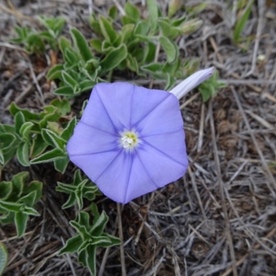 Convolvulus sabatius (Blue Rock Bindweed) at Cooma, NSW - 16 Nov 2018 by JanetRussell