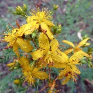 Hypericum perforatum at Deakin, ACT - 22 Nov 2018 06:12 PM