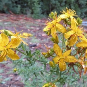 Hypericum perforatum at Deakin, ACT - 22 Nov 2018