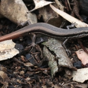 Morethia boulengeri at Majura, ACT - 21 Nov 2018