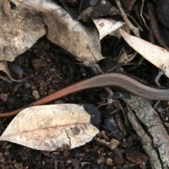 Morethia boulengeri at Majura, ACT - 21 Nov 2018