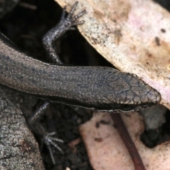 Morethia boulengeri at Majura, ACT - 21 Nov 2018