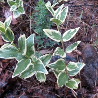 Vinca major (Blue Periwinkle) at Deakin, ACT - 22 Nov 2018 by RodDeb