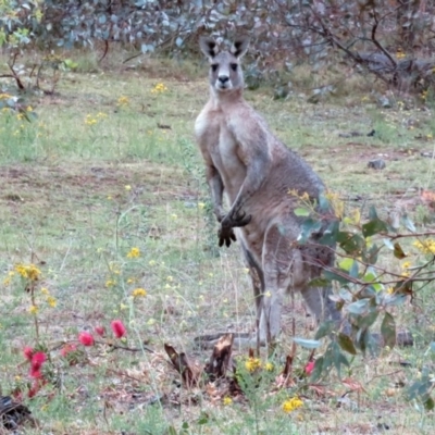 Macropus giganteus (Eastern Grey Kangaroo) at Red Hill Nature Reserve - 22 Nov 2018 by RodDeb