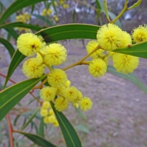 Acacia pycnantha at Molonglo Valley, ACT - 4 Oct 2018 11:47 AM