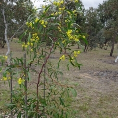 Acacia pycnantha at Molonglo Valley, ACT - 4 Oct 2018 11:47 AM