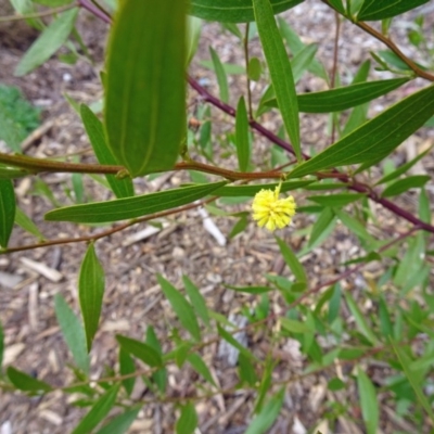 Acacia verniciflua (Varnish Wattle) at Sth Tablelands Ecosystem Park - 4 Oct 2018 by galah681