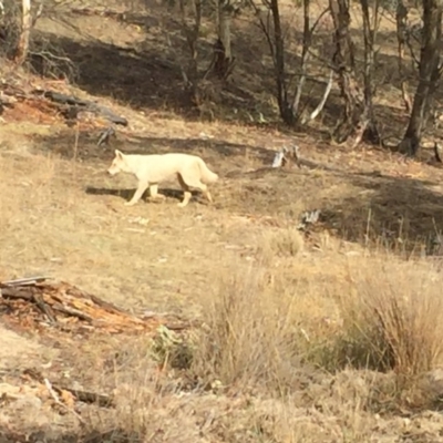 Canis lupus (Dingo / Wild Dog) at Rendezvous Creek, ACT - 20 Aug 2018 by ChrisHolder