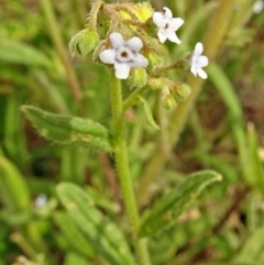 Cynoglossum australe (Australian Forget-me-not) at Molonglo Valley, ACT - 27 Dec 2017 by galah681