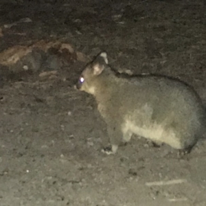 Trichosurus vulpecula at Rendezvous Creek, ACT - 24 Apr 2018 08:09 PM