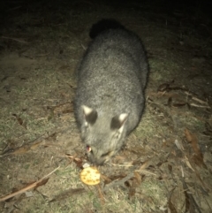 Trichosurus vulpecula at Rendezvous Creek, ACT - 24 Apr 2018 08:09 PM