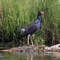 Porphyrio melanotus (Australasian Swamphen) at Campbell, ACT - 19 Nov 2018 by jbromilow50