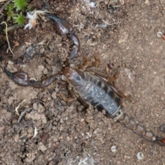 Urodacus manicatus (Black Rock Scorpion) at Majura, ACT - 21 Nov 2018 by jbromilow50
